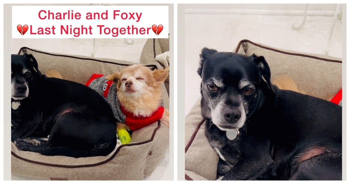 Pas osjetio da mu prijateljica umire, ono što se zatim dogodilo nitko nije očekivao