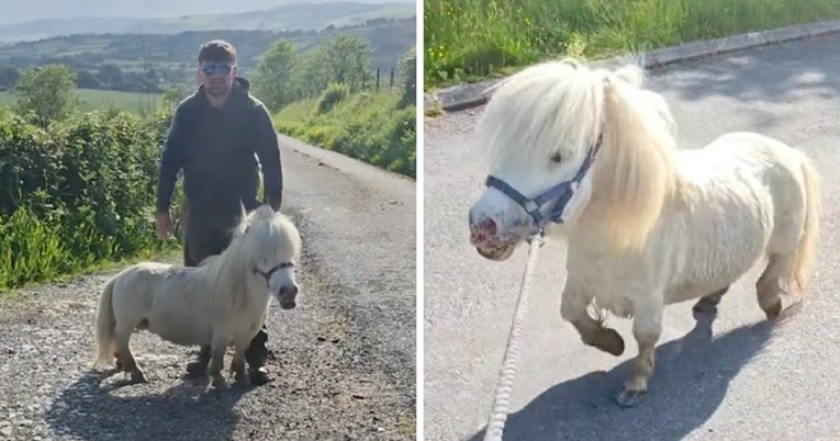 Vlasnica psa u šetnji susrela najmanjeg ponija kojeg je ikada vidjela