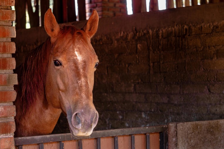 Kobila kod Križevaca udarila veterinara u prsa, preminuo je na mjestu