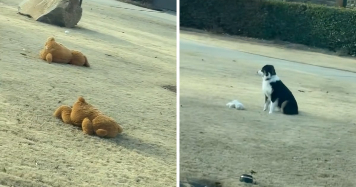 Border collie postao hit jer "čuva" stado plišanih igračaka