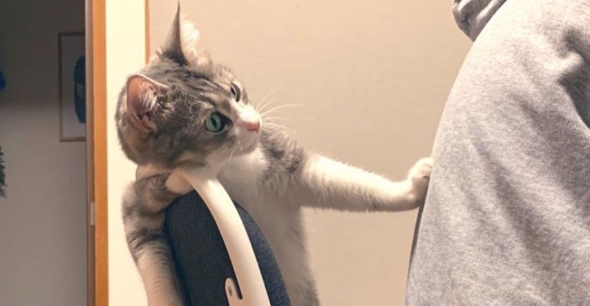 Ova mačka ni s kim ne želi dijeliti radni stolac koji smatra svojim