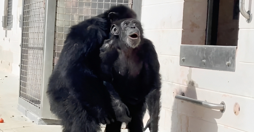 Dirljiva snimka: Čimpanza koja je cijeli život bila u kavezu prvi put ugledala nebo
