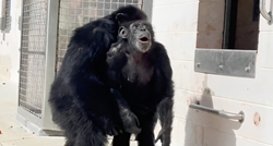 Dirljiva snimka: Čimpanza koja je cijeli život bila u kavezu prvi put ugledala nebo