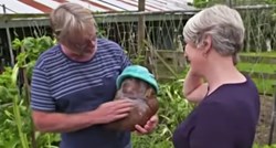 Par s Novog Zelanda u svom vrtu našao krumpir težak 7.9 kg, dali su mu i ime
