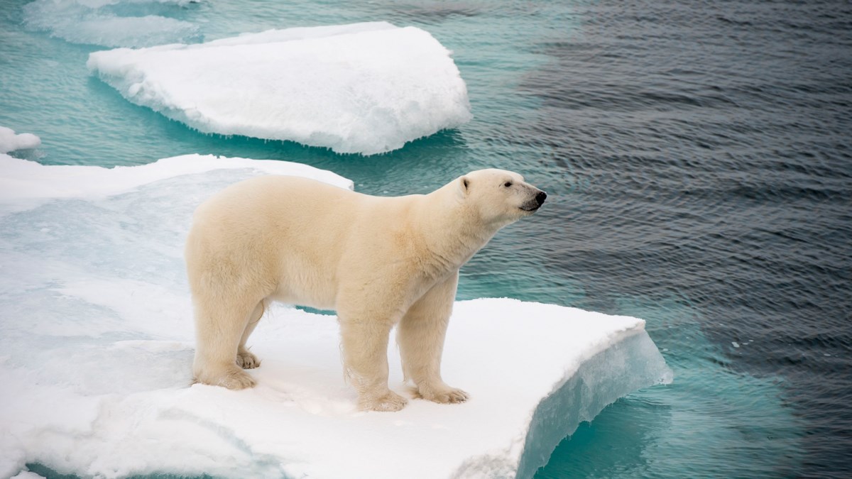 Među polarnim medvjedima uočeno sve više kanibalizma. Za sve kriv čovjek