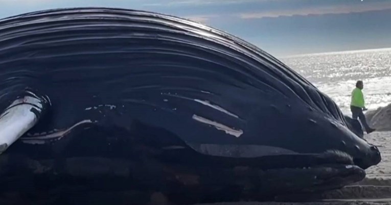 VIDEO Na obali New Yorka se misteriozno nasukao ogroman grbavi kit