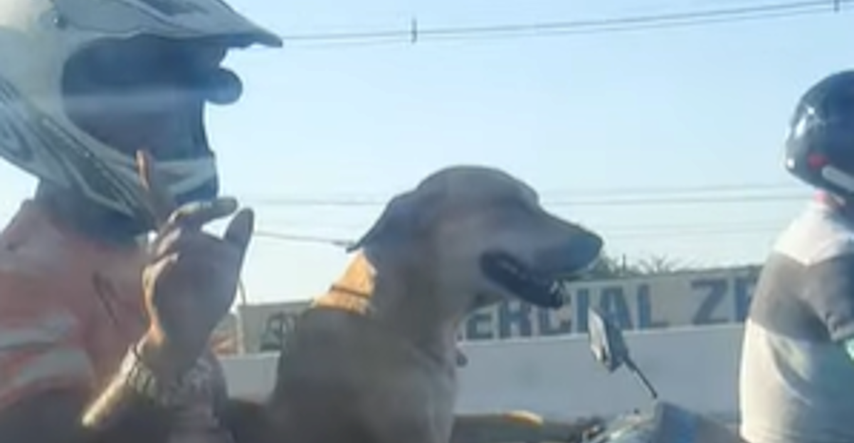 Snimio je psa koji vozi vlasnike na motoru i nije se mogao prestati smijati