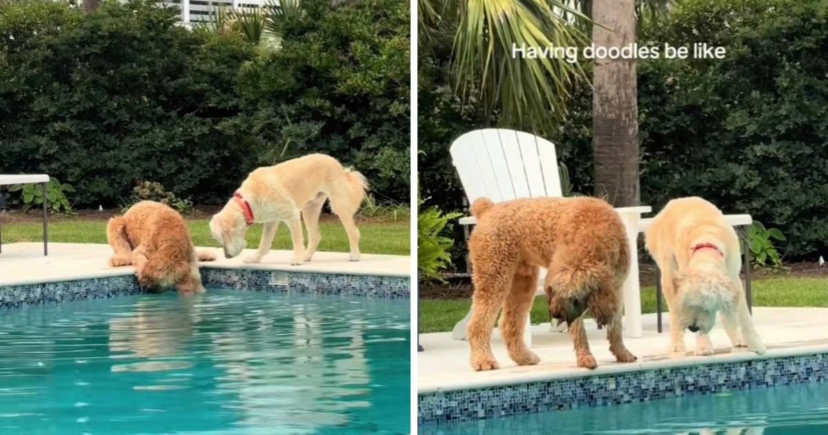 Goldendoodlei izgubili lopticu u bazenu, njihova urnebesna reakcija oduševila sve