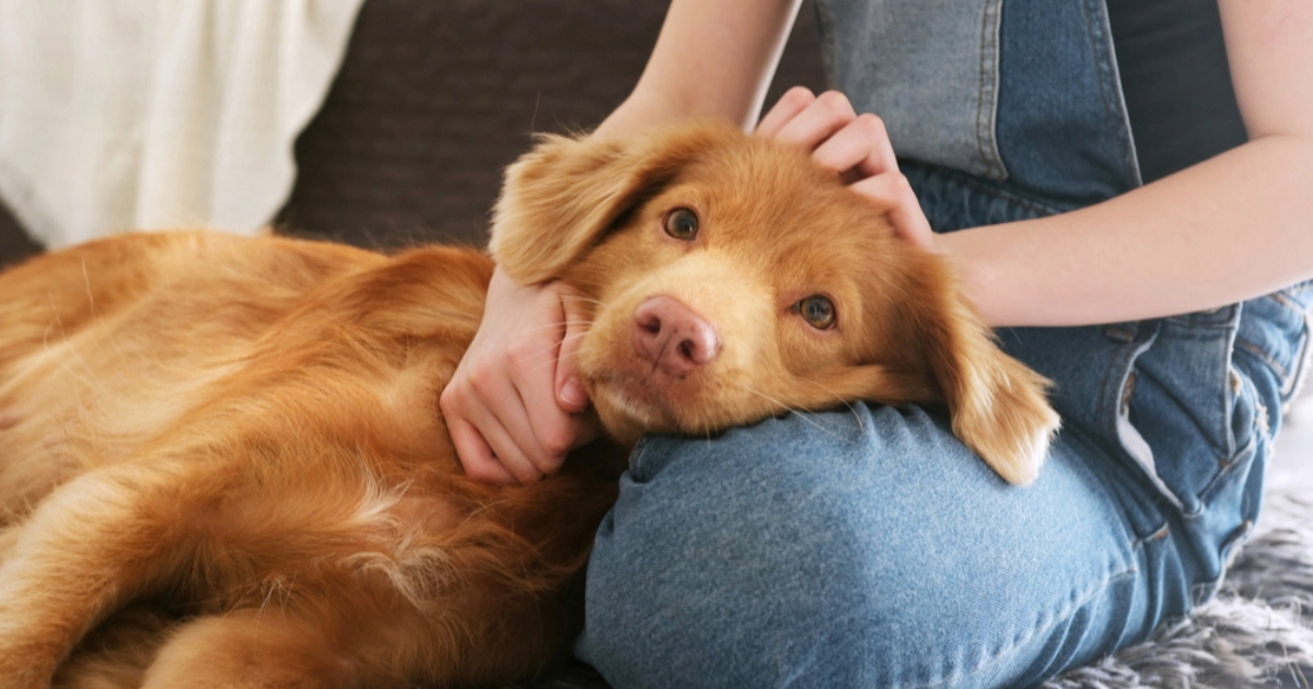 Pet navika koje mogu narušiti povjerenje vašeg psa