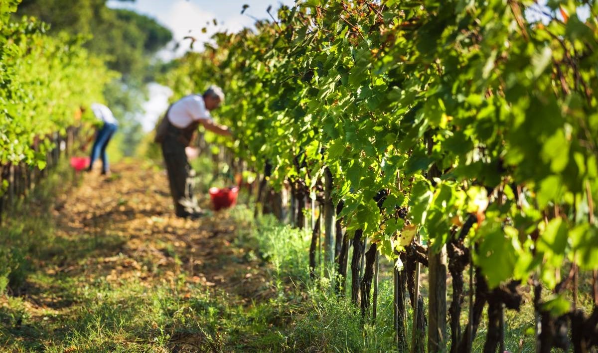 Vremenske nepogode naškodile talijanskoj poljoprivredi. Proizvodnja vina pala za 17%