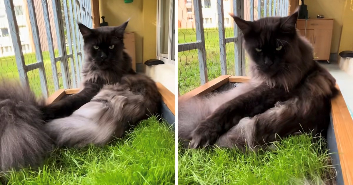 Vlasnica pokušala počešljati mačka, njegovo "ljuto" mijaukanje nasmijalo mnoge