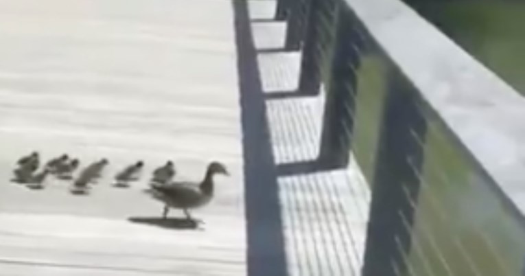 Mama patka uči pačiće skakati u vodu. Nešto slađe vjerojatno niste vidjeli