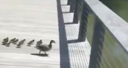 Mama patka uči pačiće skakati u vodu. Nešto slađe vjerojatno niste vidjeli