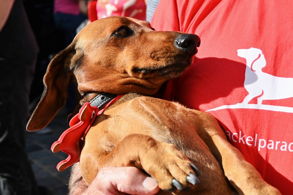 Povijesno okupljanje u Regensburgu: 897 jazavčara srušilo Guinnessov rekord