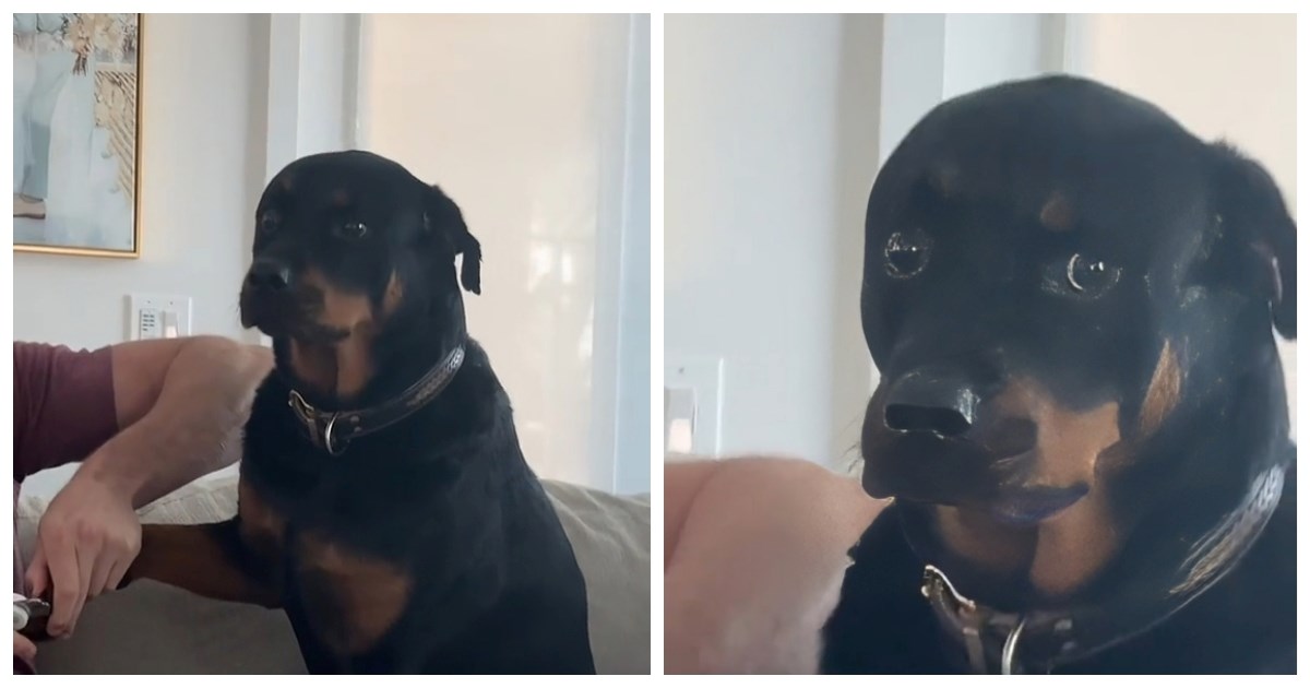 Vlasnici uhvatili trenutak kada je njihov rotvajler izgubio povjerenje u njih