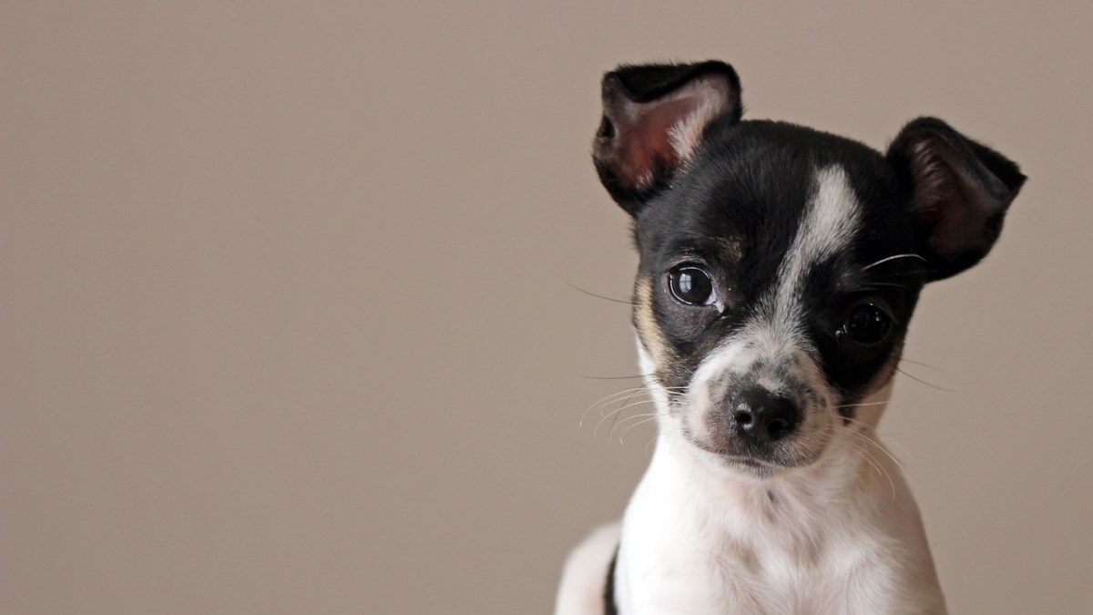 Šarmantni mali psi idealni su za urbane ljude