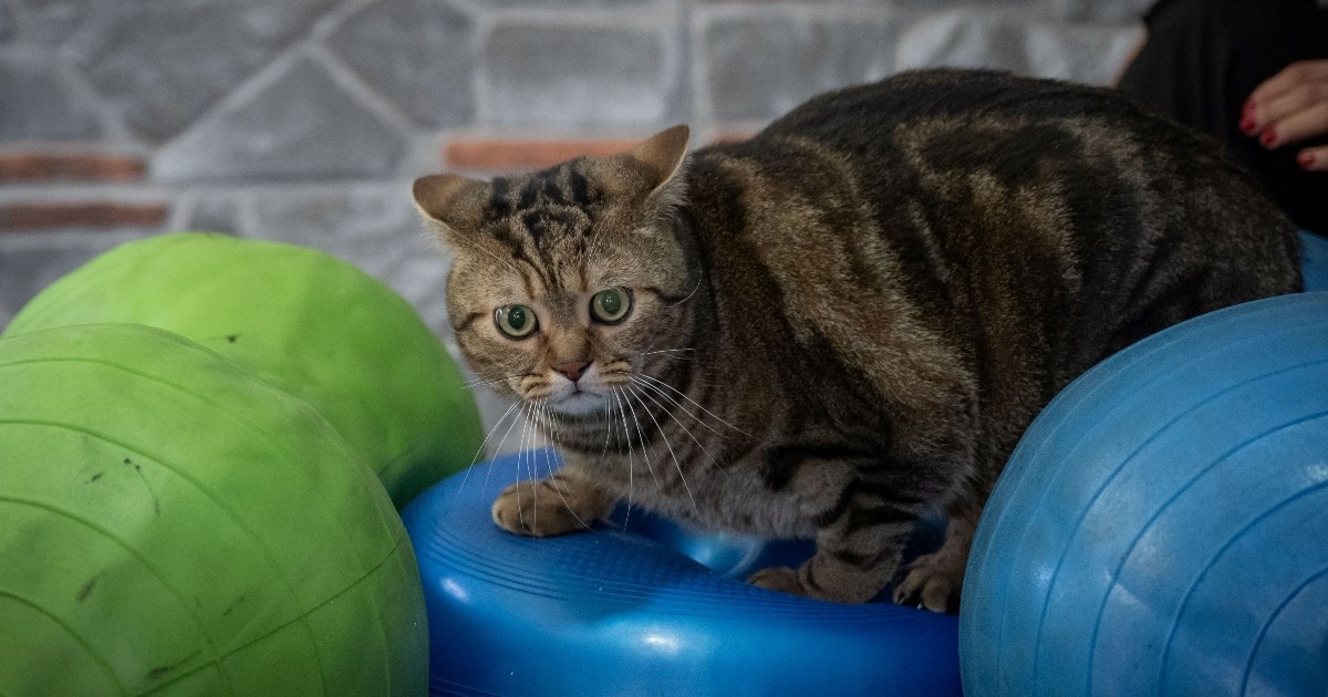 FOTO Gojazni Simba mršavi uz pilates i plivanje