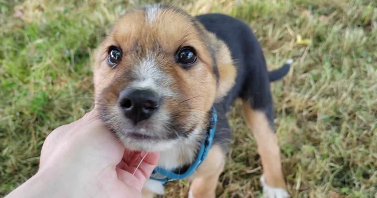 Preslatko štene Čili traži dom i ljude koji će mu pružiti ljubav kakvu zaslužuje