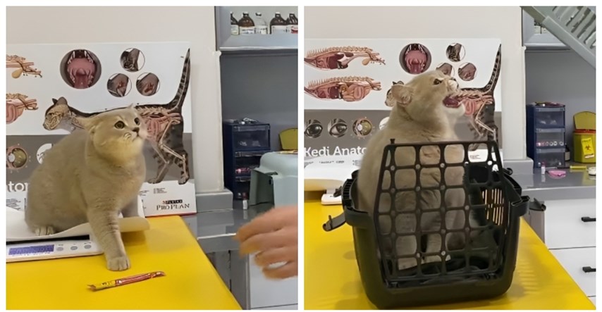 18 mil. pregleda: Mačka nasmijala internet svojom reakcijom na veterinara