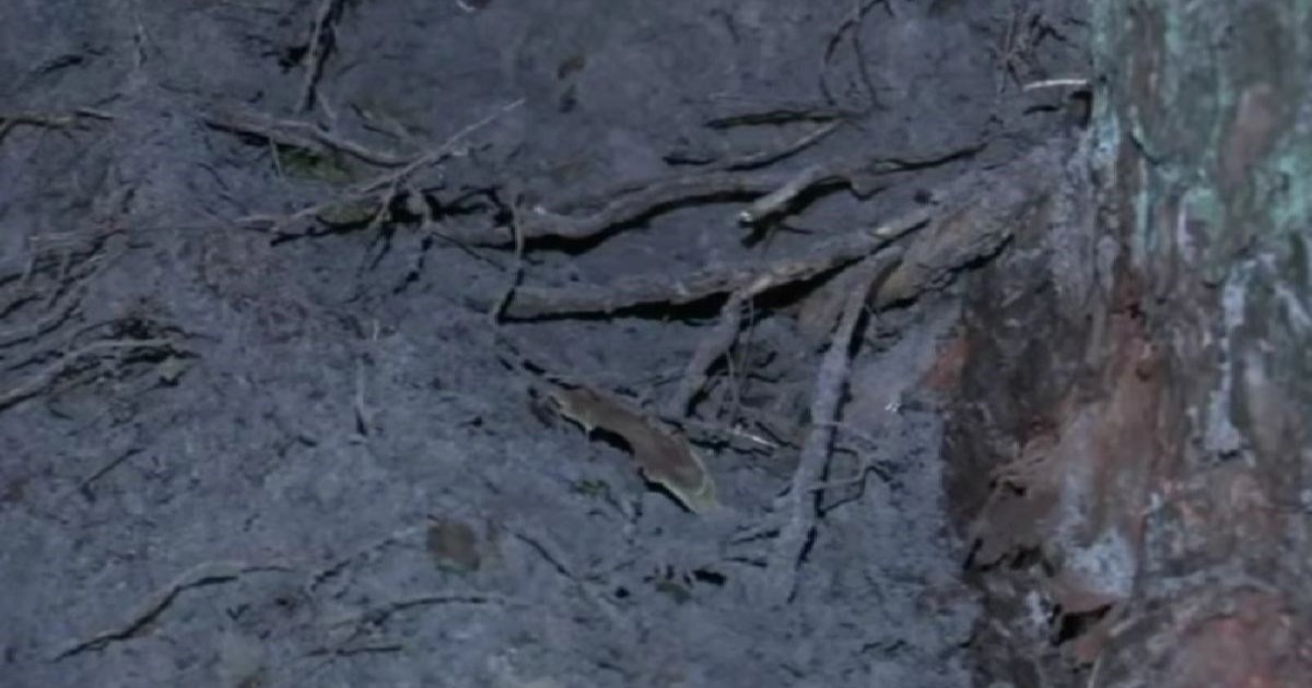 Munja pogodila streličarski poligon u SAD-u, poginuo muškarac, 13 ozlijeđenih