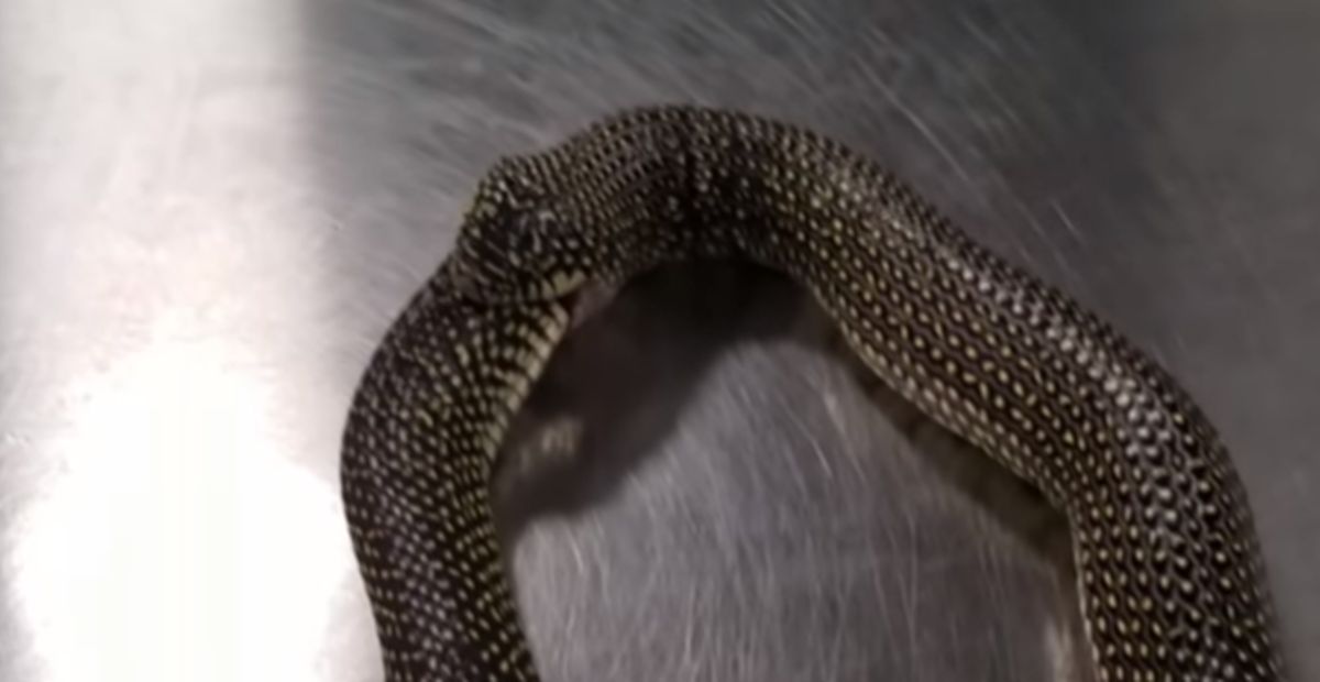 VIDEO Zmija zbog vrućine počela proždirati samu sebe, evo zašto to radi