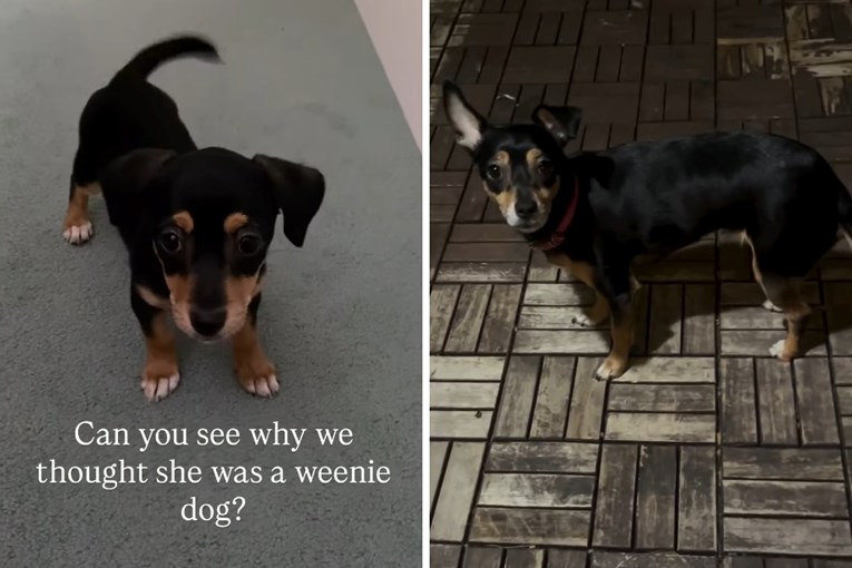 Par udomio "jazavčara" iz azila, a onda ih je dočekalo iznenađenje