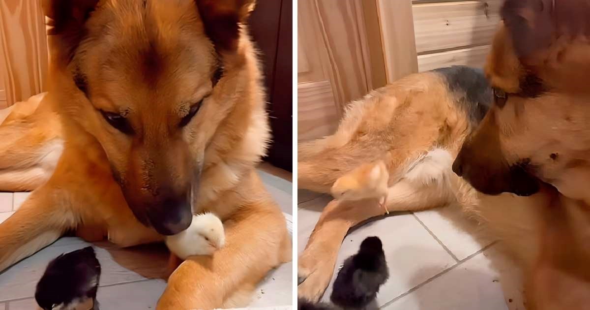 Njemački ovčar brižno čuva piliće, prizor topi srca