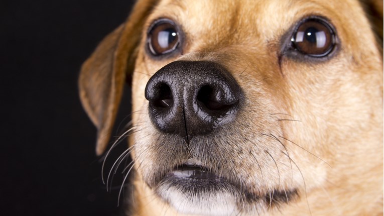 Suha njuška kod pasa može biti posljedica neke bolesti ili dehidracije