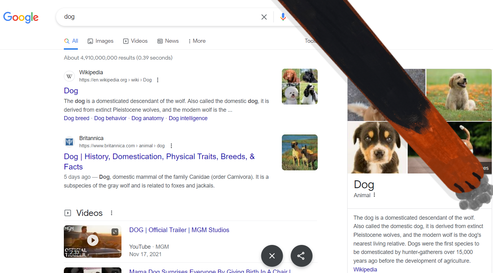 Probajte utipkati riječ "dog" u Google. Dogodit će se nešto fora