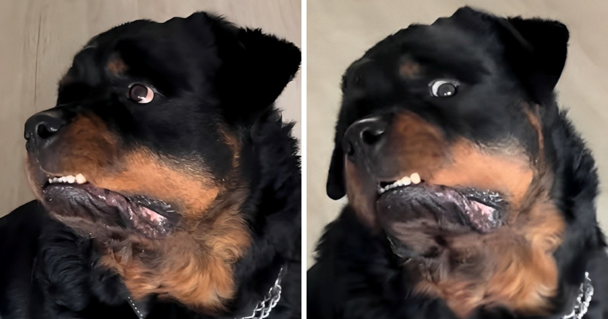 Zbunjeni rotvajler postao hit zbog reakcije na vlasnikovu periku