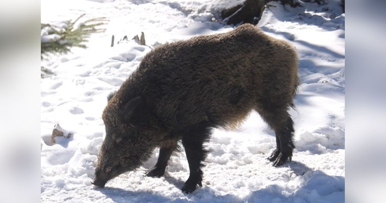U bavarskom parku živi divlja svinja imena Putin. Djelatnici joj žele promijeniti ime
