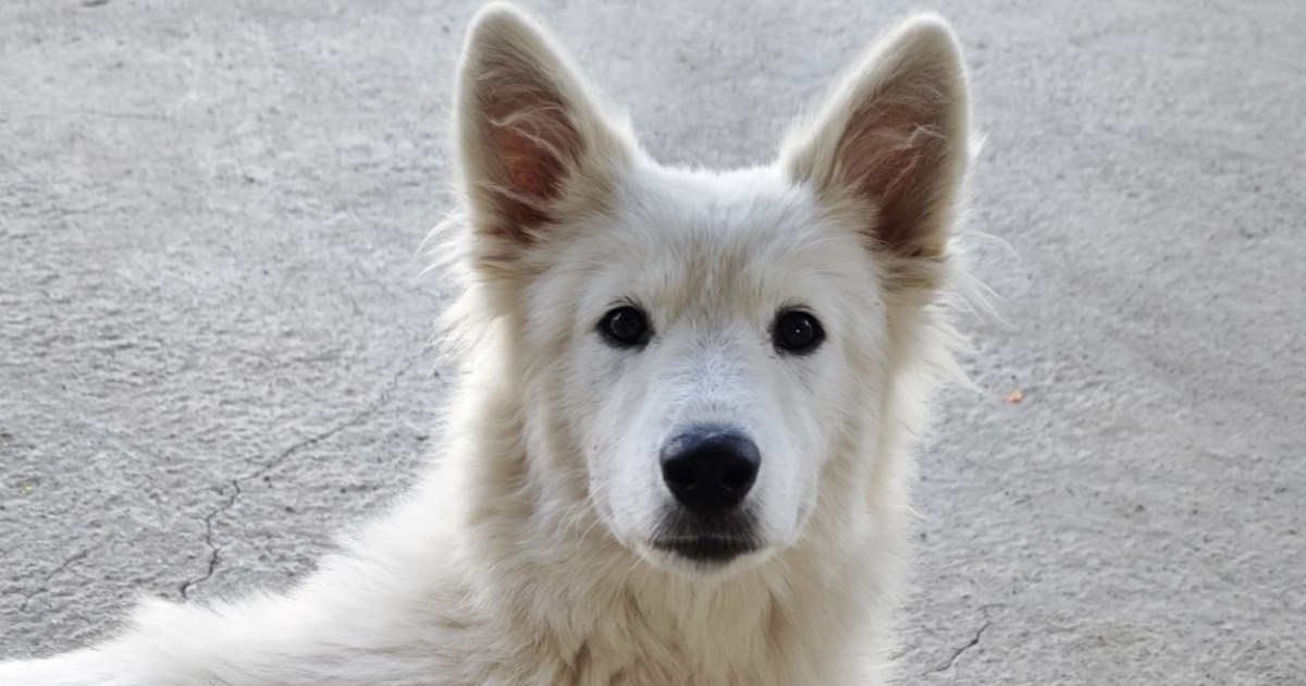 Svi su udomljeni, a ona je ostala sama: Pomozimo Sky da što prije pronađe dom