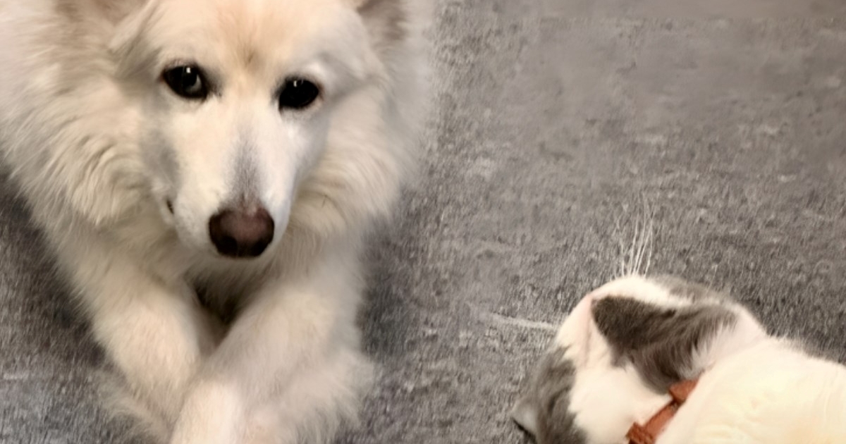 Mačka pokušala nagovoriti bolesnog psa da popije vode, prizor topi srca