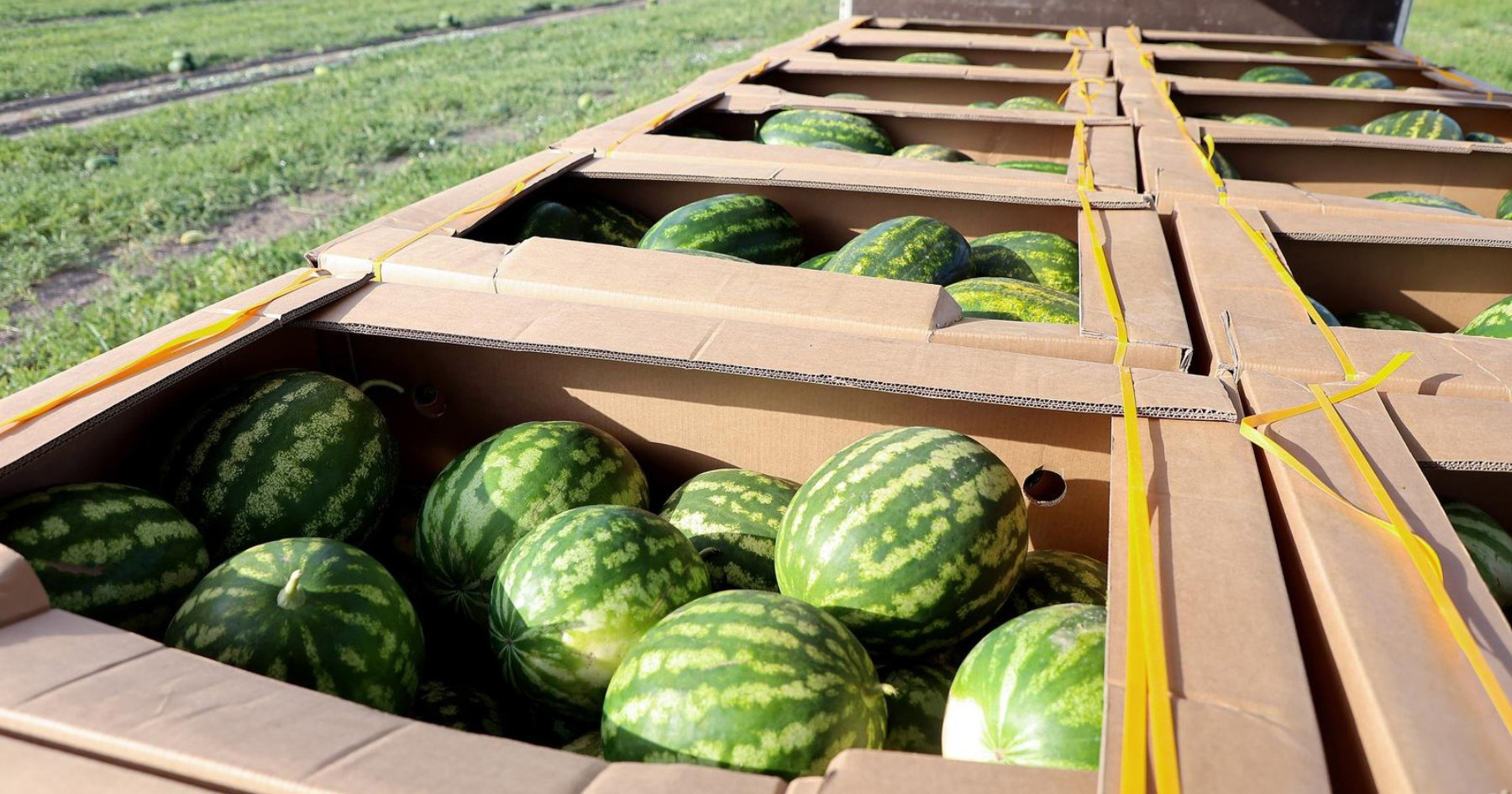 Neretvanske lubenice rodile odlično, ali otkupna cijena pala na 20 centi