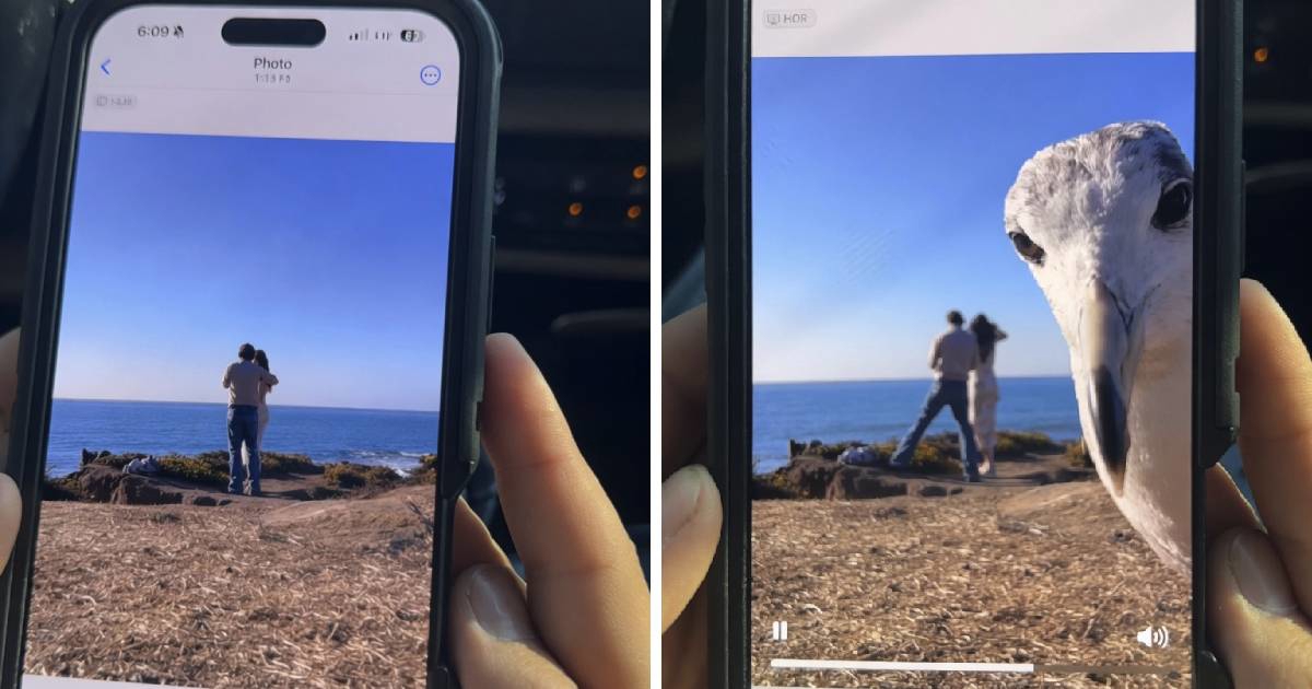 Snimali prosidbu pa shvatili da su pali u drugi plan 😄