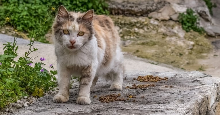 Što napraviti ako pronađemo mačku lutalicu?