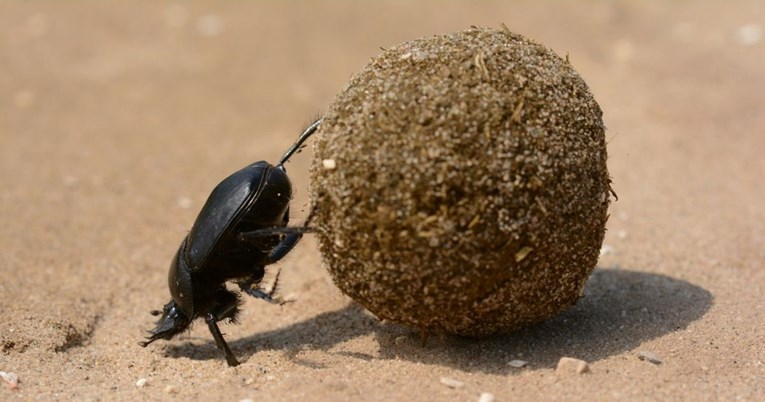 U Zagrebu snimljeni zanimljivi kukci koje se veže uz egipatsku mitologiju