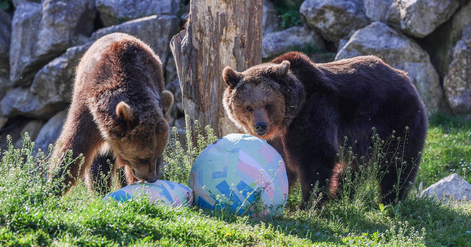 FOTO I VIDEO Životinje u zagrebačkom ZOO-u dobile pisanice 🥰