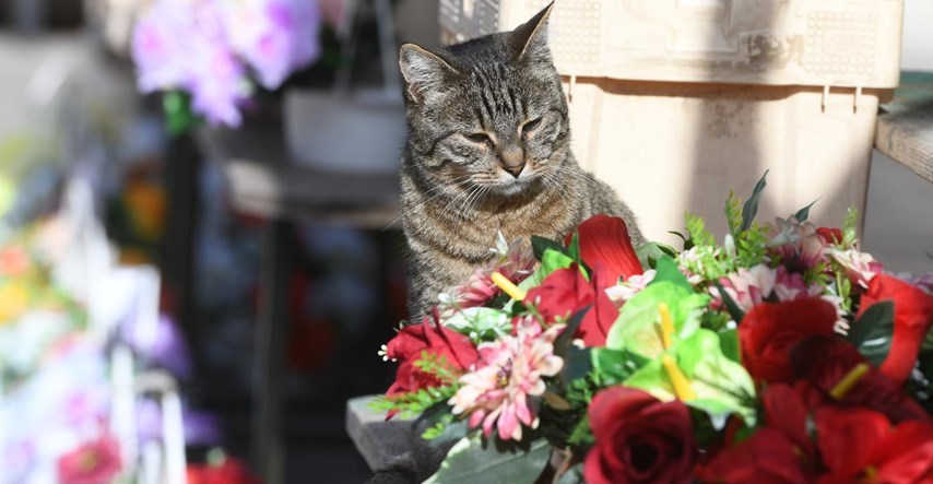 Mačka Anđa uživa među cvijećem na šibenskoj tržnici