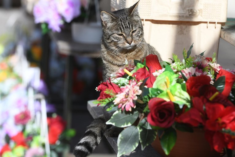 Mačka Anđa uživa među cvijećem na šibenskoj tržnici