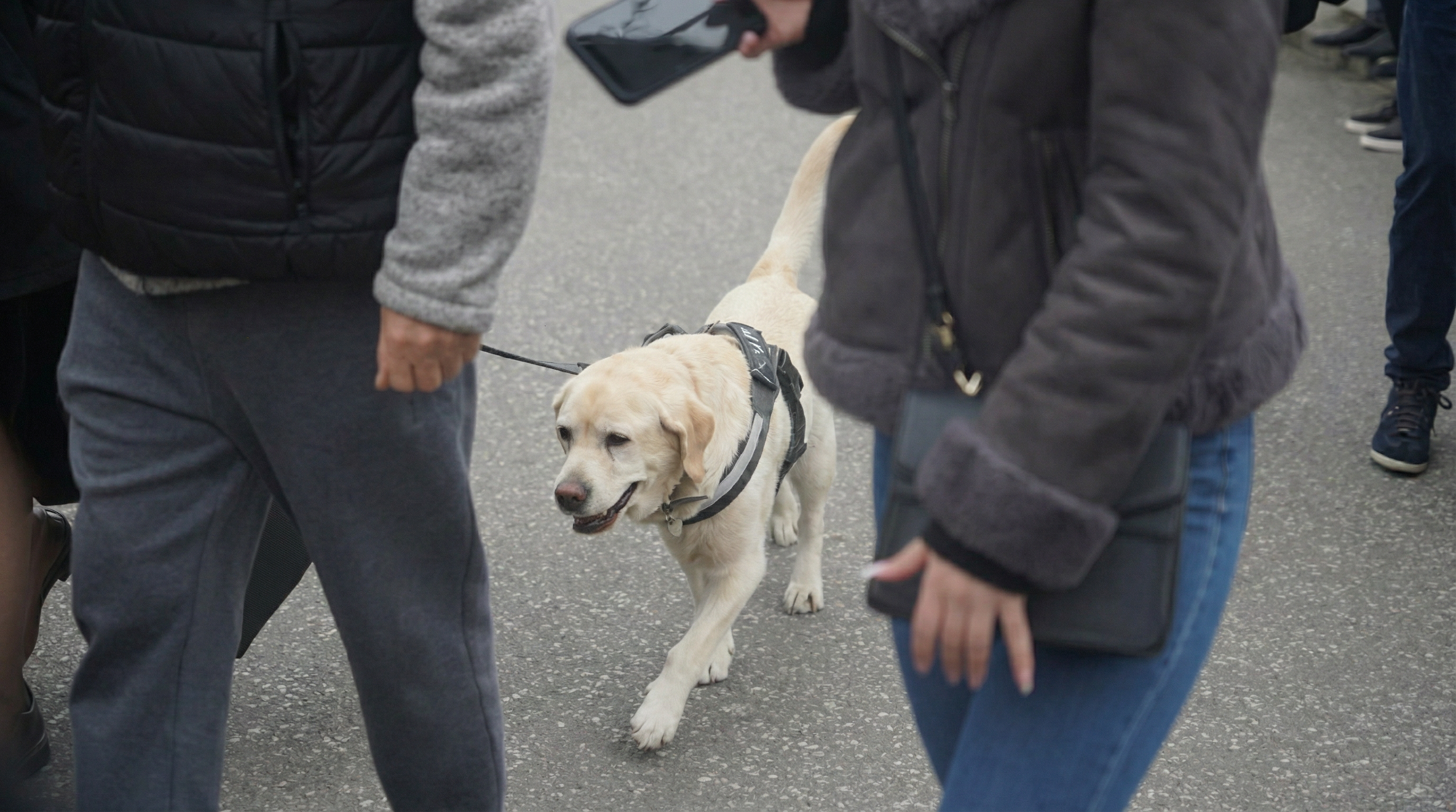 Duška Vujoševića ispratio njegova vjerna prijateljica, kujica Žuta