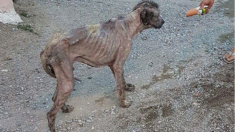 Pas iz Makedonije je izgledao kao čudovište. Pogledajte njegovu transformaciju