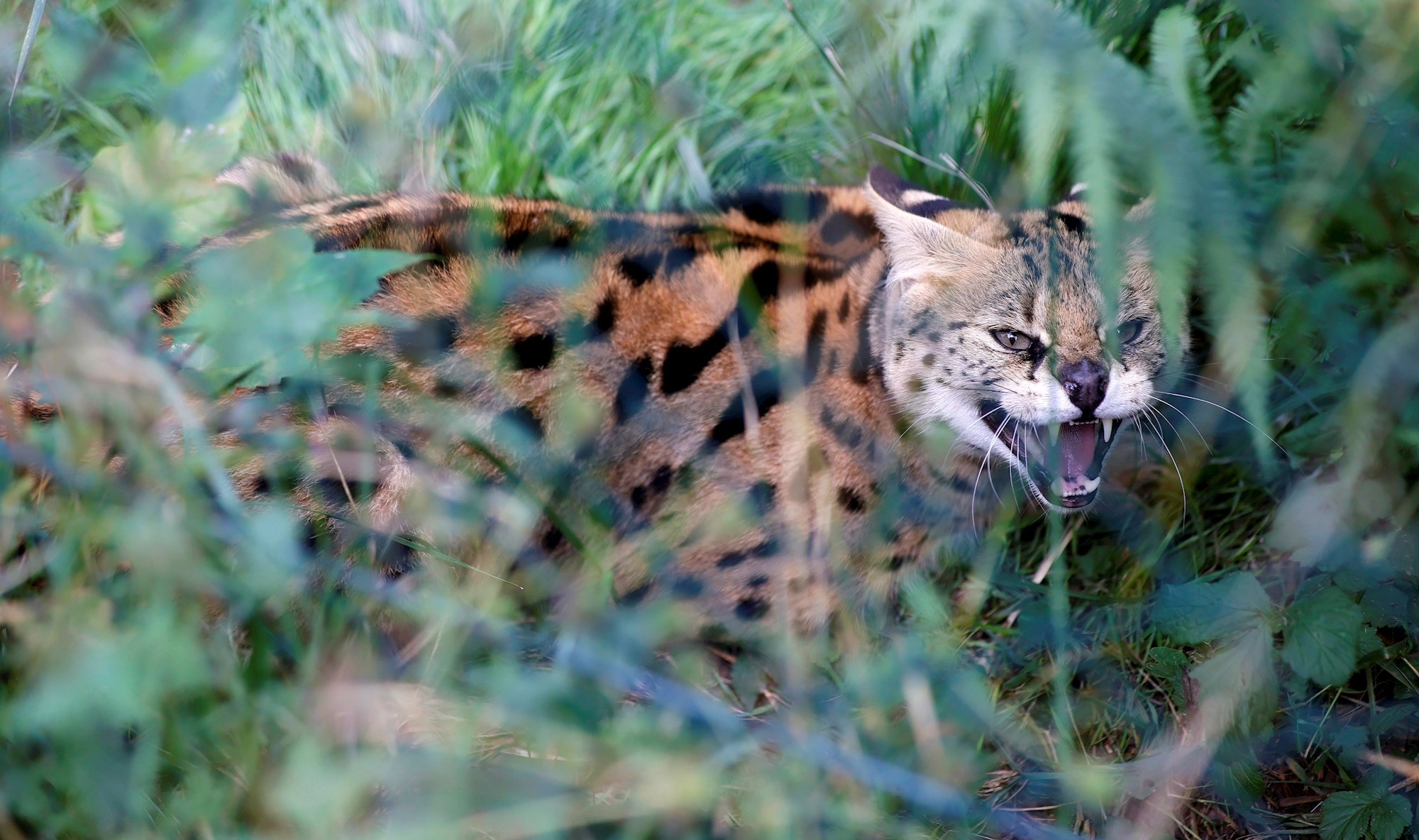 Ženka servala pobjegla iz Zoo Landa u Sloveniji, vratila se sama nakon nekoliko dana