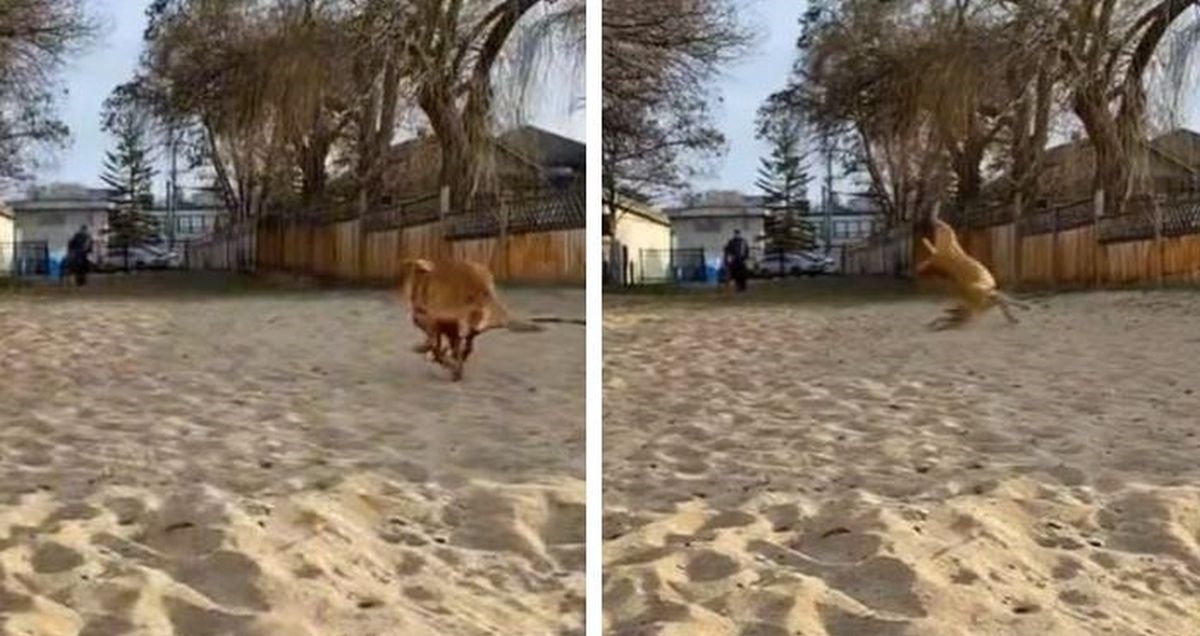 Pas se zatrčao prema drugom psu i zaboravio da je na povocu, video je urnebesan