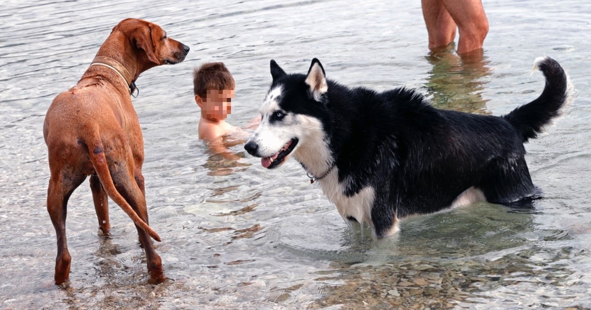 Evo popisa hrvatskih plaža na kojima je dozvoljen ulaz kućnim ljubimcima