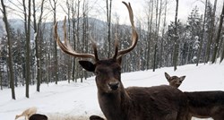 U Hrvatskoj je sve više lovaca, ali sve manje ubijaju jelene i fazane