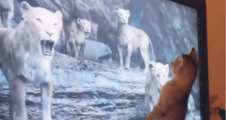 Mački pustili Kralja lavova, njena nespretna reakcija je hit na internetu