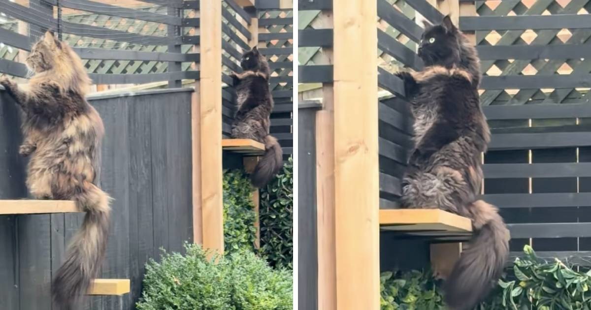 Dvije mačke ne mogu a da ne špijuniraju susjede, reakcije su urnebesne