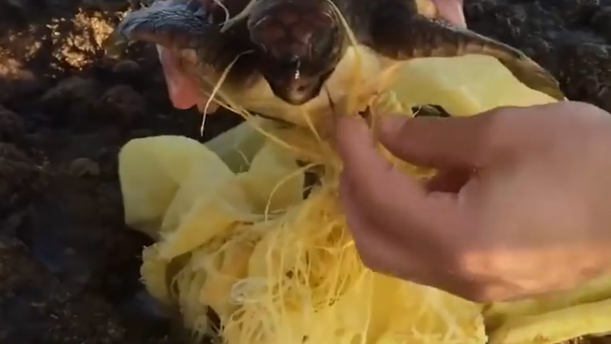 Ovi ljudi su spašavanjem bespomoćnih morskih životinja postali heroji