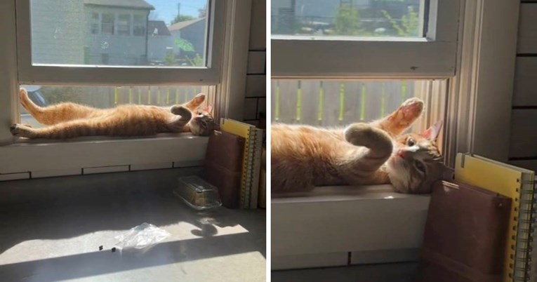 12 mil. pregleda: Mačak odabrao savršeno mjesto za sunčanje, snimka je hit